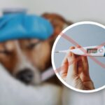 Come capire se il nostro cane ha la febbre